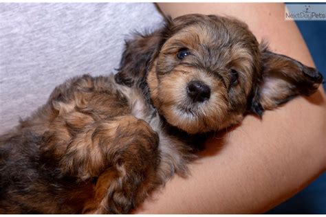 craigslist tri cities pets puppies|craigslist tri cities free pets.